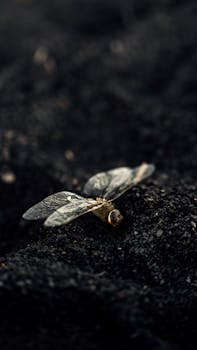 Influence de la météo sur les insectes